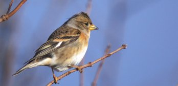 Suivi Hivernal des Oiseaux Communs (SHOC)