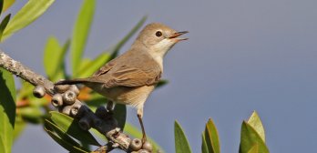 Suivi Temporel des Oiseaux Communs (STOC-EPS)