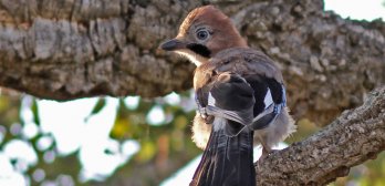 Oiseaux des Jardins