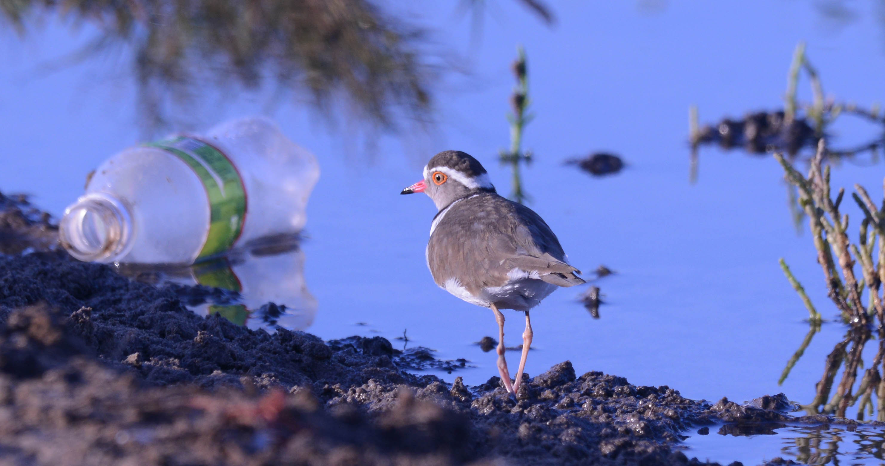 LITTOROC - LITTer dynamics Observatory in the River-Ocean Continuum